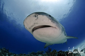 Emma the Tiger Shark makes her grand appearance at Tiger ... by Steven Anderson 